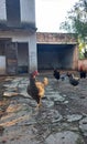 hen in old chicken coop with stones and dirt looking at the camera with rooster hens and chicks behind with blue sky and trees