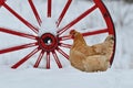 Hen of old resistant breed Hedemora from Sweden Royalty Free Stock Photo