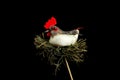 Hen party chicken isolated on hay toy Royalty Free Stock Photo