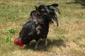 Hen pecked austrolorp rooster Royalty Free Stock Photo