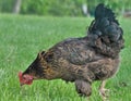 Hen pecking