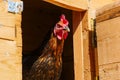 Hen Peering Out from Chicken Coop Royalty Free Stock Photo