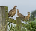 Hen Pheasants Royalty Free Stock Photo