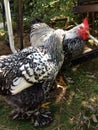 Hen preening rooster Royalty Free Stock Photo