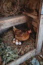 Hen resting on her eggs in a cozy nesting area in a rustic barn during the afternoon Royalty Free Stock Photo