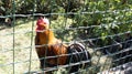 Hen rooster chicken in coop hens house at home garden Royalty Free Stock Photo