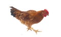 Hen or rooster chicken isolated Royalty Free Stock Photo