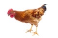 Hen or rooster chicken isolated Royalty Free Stock Photo