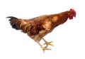 Hen or rooster chicken isolated Royalty Free Stock Photo