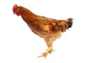 Hen or rooster chicken isolated Royalty Free Stock Photo