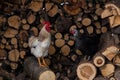 hen and rooster, chickens, agriculture
