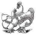 Hen and rooster of Cochin or Cochin China chicken vintage engraving Royalty Free Stock Photo