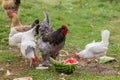 Hen and rooster eating watermelon Royalty Free Stock Photo