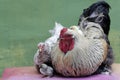 A hen and a rooster are looking after their newly hatched babies. Royalty Free Stock Photo