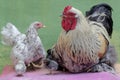 A hen and a rooster are looking after their newly hatched babies. Royalty Free Stock Photo