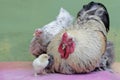 A hen and a rooster are looking after their newly hatched babies. Royalty Free Stock Photo