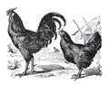 Hen or Rooster vintage Farm animal sketch illustration./ Antique engraved illustration from from La Rousse XX Sciele