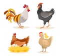 Hen and Roosters, Chicken with Little Chicks and Eggs in Nest, Poultry Farm Male and Female Birds, Farming Production