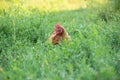 A hen roosts in the backyard sitting on eggs