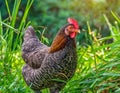 a hen\'s natural behavior, as it pecks at insects in the lush grass, exhibiting intricate details and vivid realism