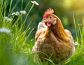 a hen\'s natural behavior, as it pecks at insects in the lush grass, exhibiting intricate details and vivid realism