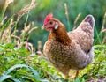 a hen\'s natural behavior, as it pecks at insects in the lush grass, exhibiting intricate details and vivid realism