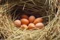 A hen`s nest with eggs.fresh Royalty Free Stock Photo