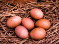 One half dozen really fresh brown eggs in hen`s nest. Royalty Free Stock Photo