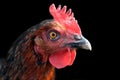 Hen's Portrait Royalty Free Stock Photo