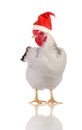 Hen in a Santas hat.