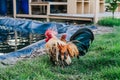 Hen Is Searching Food In The Ground. Free range chicken on an organic farm, freely grazing on a meadow. Royalty Free Stock Photo