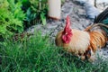 Hen Is Searching Food In The Ground. Free range chicken on an organic farm, freely grazing on a meadow. Royalty Free Stock Photo