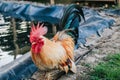 Hen Is Searching Food In The Ground. Free range chicken on an organic farm, freely grazing on a meadow. Royalty Free Stock Photo