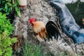 Hen Is Searching Food In The Ground. Free range chicken on an organic farm, freely grazing on a meadow. Royalty Free Stock Photo