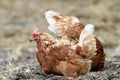 Hen searching food on the ground