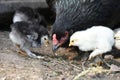 One day old chick and his mom Royalty Free Stock Photo