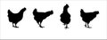 Hen silhouettes vector set. Chicken farm illustration Royalty Free Stock Photo