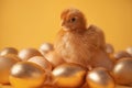 A hen sits among golden eggs on a yellow background Royalty Free Stock Photo