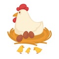 Hen sitting eggs and chicken hatch on nest farm fowl vector icon