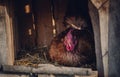 Hen is sitting on the eggs in wooden hen house. Hen in free breeding is laying eggs on yellow straw
