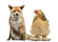 Hen sitting next to a Red fox, Vulpes vulpes, looking at it