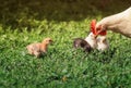 Hen and small fluffy colorful chickens walk on the lush green grass in the yard of the farm on a Sunny spring day