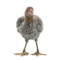 Hen spanish Gamecock Royalty Free Stock Photo