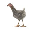 Hen spanish Gamecock Royalty Free Stock Photo
