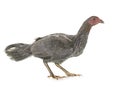 Hen spanish Gamecock