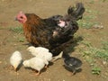Hen standing wIth brood of chicks.