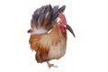 Hen standing looking at the camera on white background. Royalty Free Stock Photo