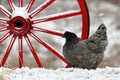 Hen standing by an old wooden wagon wheel in snow in wintery landscape.