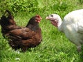 Face to face in poultry style Royalty Free Stock Photo