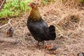 Hen with Two Chickens Royalty Free Stock Photo